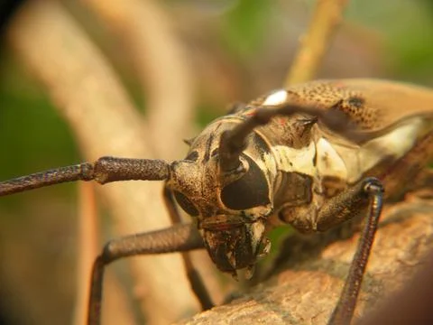 Macro of insect Stock Photos