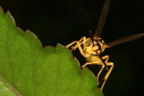 Macro insect Foto stock