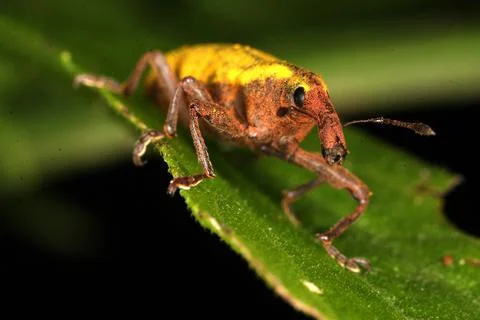 Macro insect Stock Photos