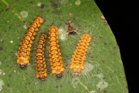 Macro insect Stock Photos