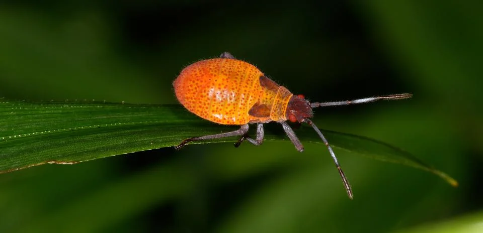 Macro insect Stock Photos