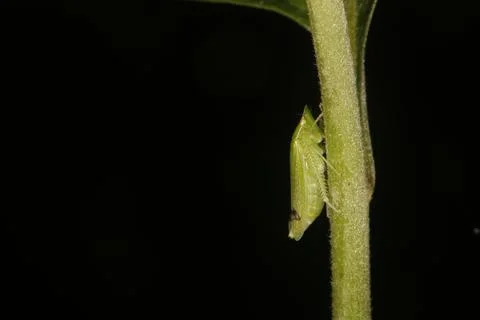 Macro insect Foto stock