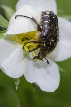 Macro of an insect 写真素材