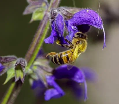 Macro of an insect Фото
