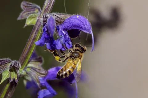 Macro of an insect Stock Photos