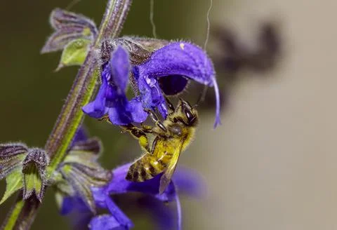 Macro of an insect Fotos Stock