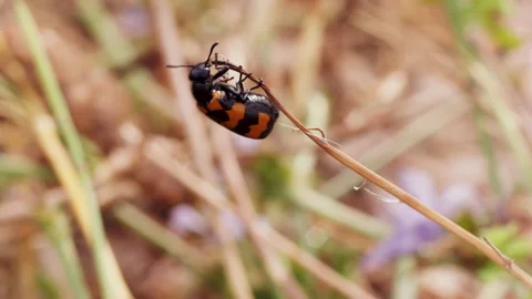 Macro of an insect red and black moved on a plant by wind in slow motion Stock Footage 136915947