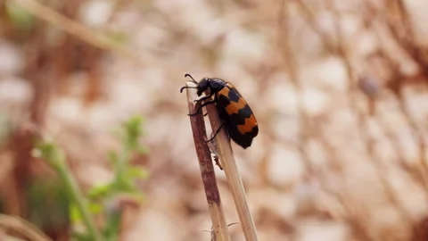 Macro of an insect red and black moved on a plant by wind in slow motion Video stock 136917049