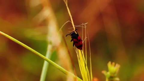 Macro of an insect red and black moved on a plant by wind in slow motion Stock Footage 141797507