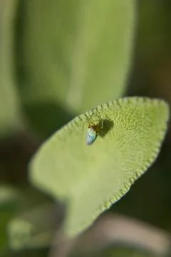Macro of insect on sage leaf Stock Photos