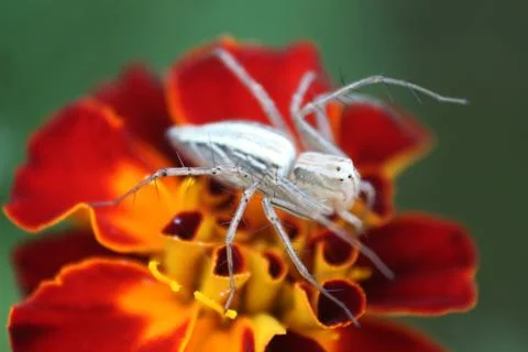 Macro of an insect sitting on the flower Stock Photos