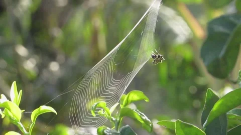 Macro insect spider weaver Stock Footage 93440416
