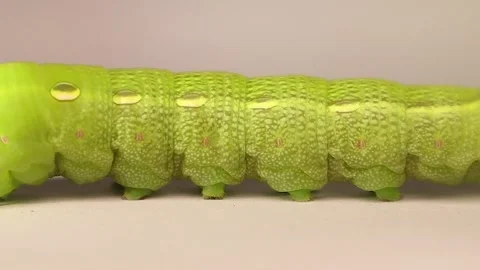 Macro insect spiracles breathing openings on caterpillar body structure Stock Footage 332976674