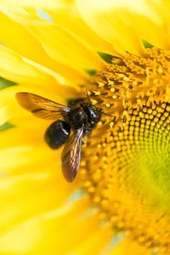 Macro of insect on sunflower head Stock-Fotos