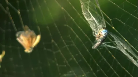 Macro of Insect Trapped in Spider Web, Predator Prey Interaction, 4K Stock Footage 339256080