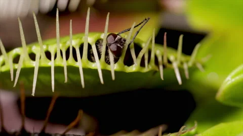 Macro insect in Venus fly trap. Fly caught in carnivorous plant close up.  Stock Footage 220885197