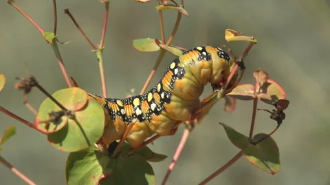 Macro insect view of caterpillar sitting on horizontal branch and staggering Stock Footage 318826258