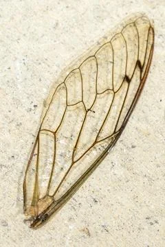 Macro Insect Wing Stock Photos