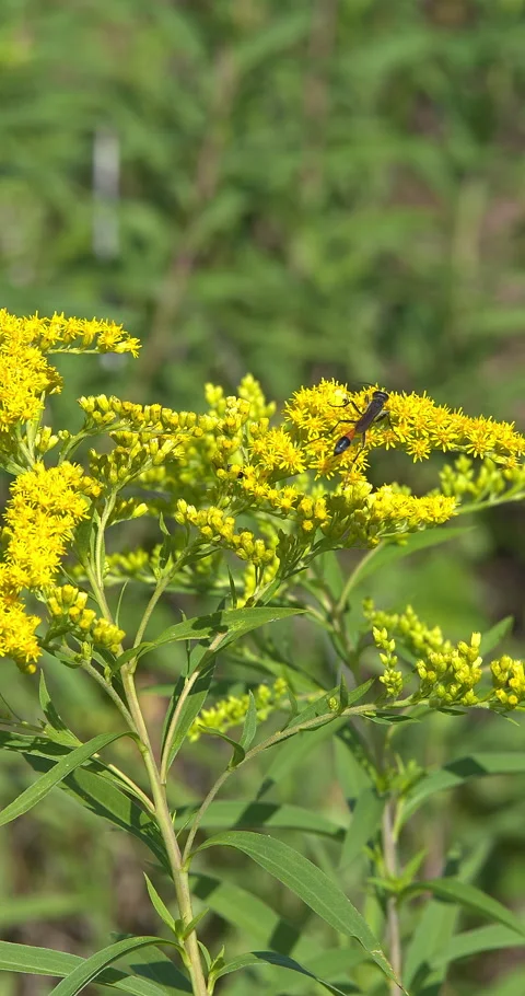 Macro - Insect on a yellow flower Stock Footage 338359604