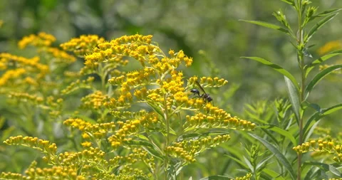 Macro - Insect on yellow flowers Stock Footage 339112818