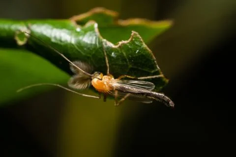 Macro insect2 Stock Photos