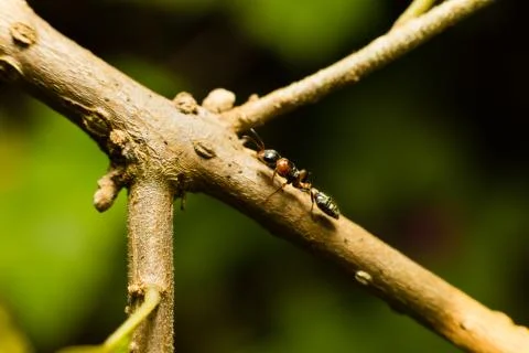 Macro insect3 Stock Photos