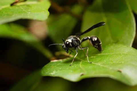 Macro insect4 Stock Photos