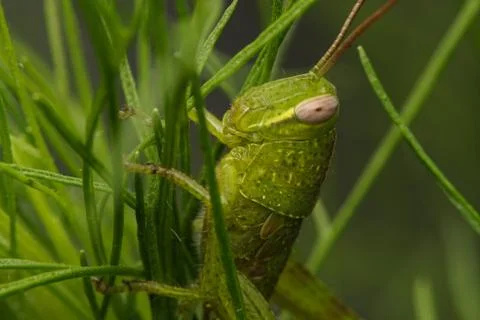 Macro insects 3989 Stock Photos