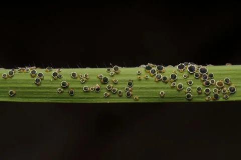 Macro insects 4044 Stock Photos