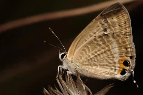 Macro insects 4174 Stock Photos