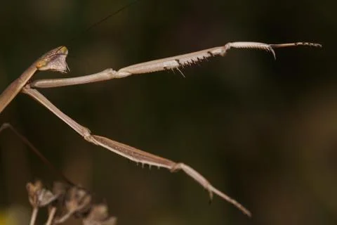 Macro insects 4214 Stock Photos