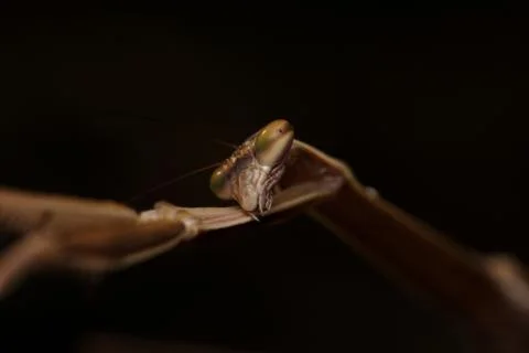 Macro insects 4256 Stock Photos