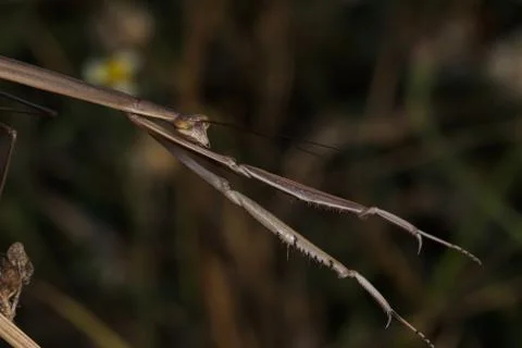Macro insects 4312 Stock Photos