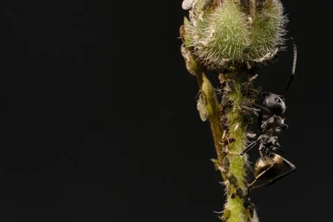 Macro insects 4347 Stock Photos