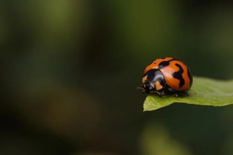 Macro insects 4384 Stock Photos