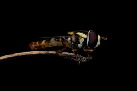Macro insects 4962 Stock Photos
