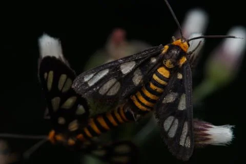 Macro insects 5055 Foto stock