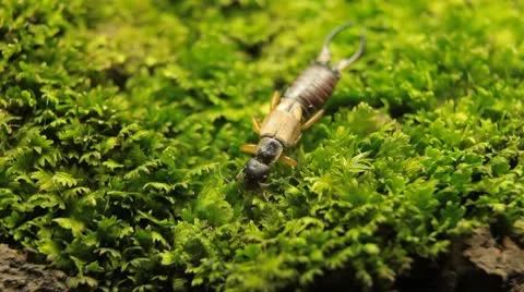 Macro Insects Animals Earwig Crawling on a green grass field in Nature, Wildlife 스톡 동영상 8960352