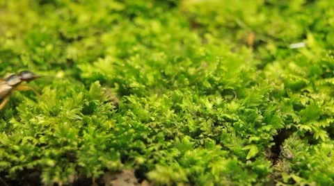 Macro Insects Animals Earwig Crawling on a green grass field in Nature, Wildlife Vídeo Stock 8960361