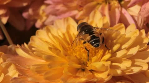 Macro Insects Beautiful Bumble-Bee Pollinating Wonderful Flower in Summer, Hive 스톡 동영상 9487201