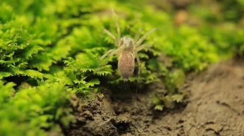 Macro Insects Dangerous Spider and a Red Beetle Bug, Close-Up Araneae Arthropods Stock Footage