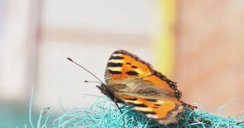 Macro, insects. The first spring butterfly Urticaria spreads its wings. Stock-Footage 237098021