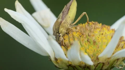 Macro, insects. The forest bug feeds on pollen on chamomile on a summer day. 스톡 동영상 157266858