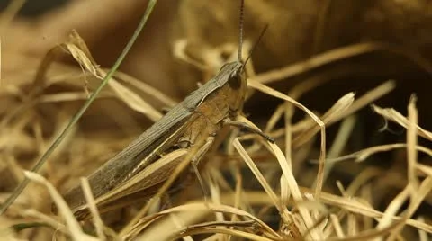 Macro Insects Grasshopper Exploring the Beautiful Nature, Dry Grass Video stock 8962411