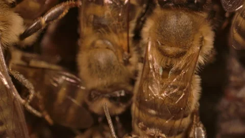 Macro insects honeybees in a hive Stock Footage 161914341
