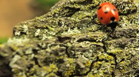 Macro Insects shot ladybird (ladybug, ladybird beetle, God's cow, ladyclock) Stock Footage 8962093