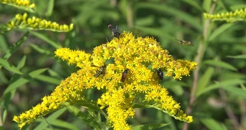 Macro - Insects on a yellow flower Stock Footage 338359214