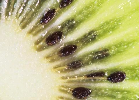 Macro inside kiwi Stock Photos