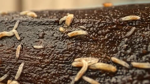 Macro inspection of larvaes gut system on decomposing fruit. Stock Footage 252575134