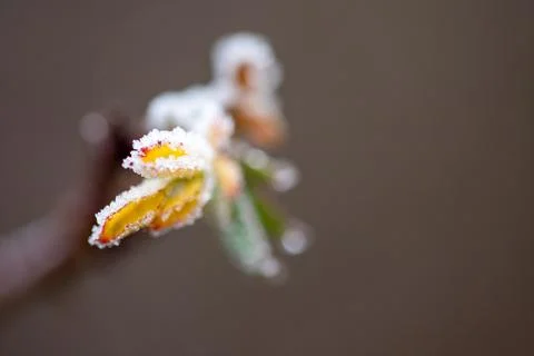 Macro-intake of a flower, bud of a tree covered with ice Stock Photos